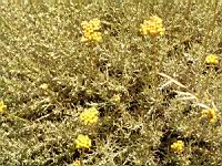 Immortelle - Helychrysum italicum (en Corse) (02) (Photo F. Mrugala)